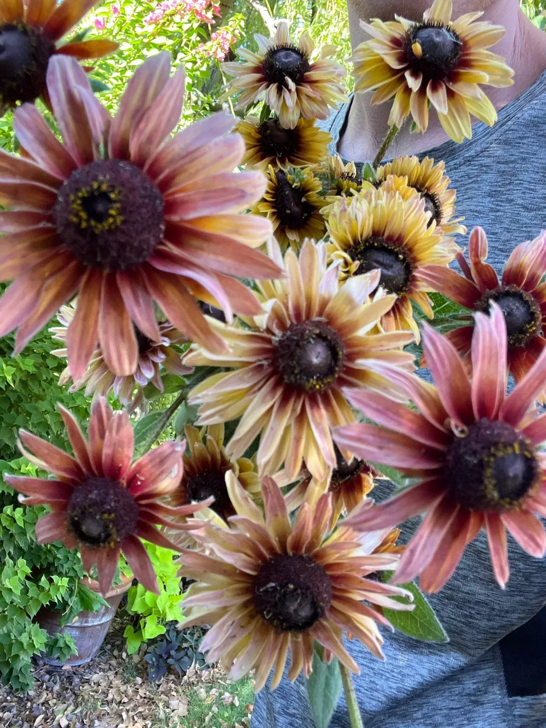rudbeckia-sahara-seeds Rudbeckia Sahara seeds