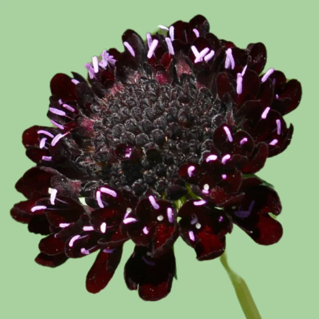 scabiosa-pincushion-flower-black-knight-seeds Scabiosa Pincushion flower 'Black knight' seeds
