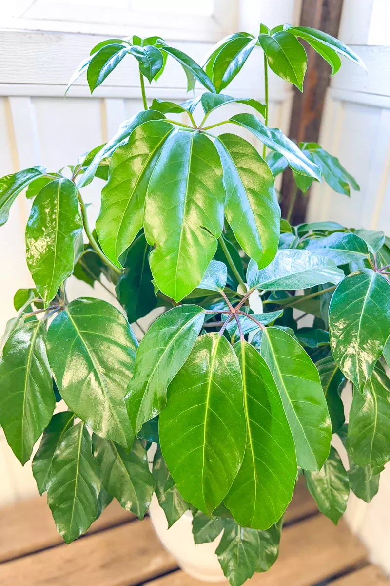 Schefflera, Amate 10"