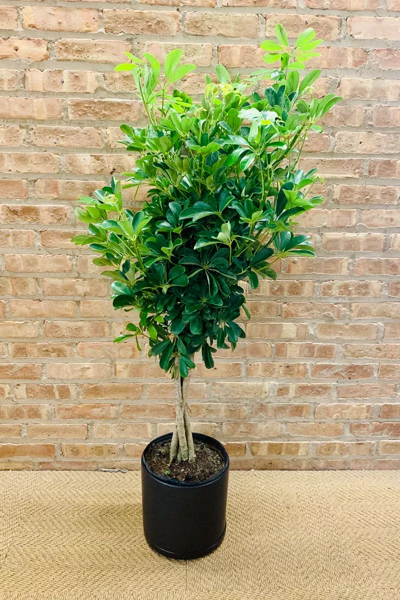 schefflera-arboricola-10-braid Schefflera, Arboricola 10" Braid