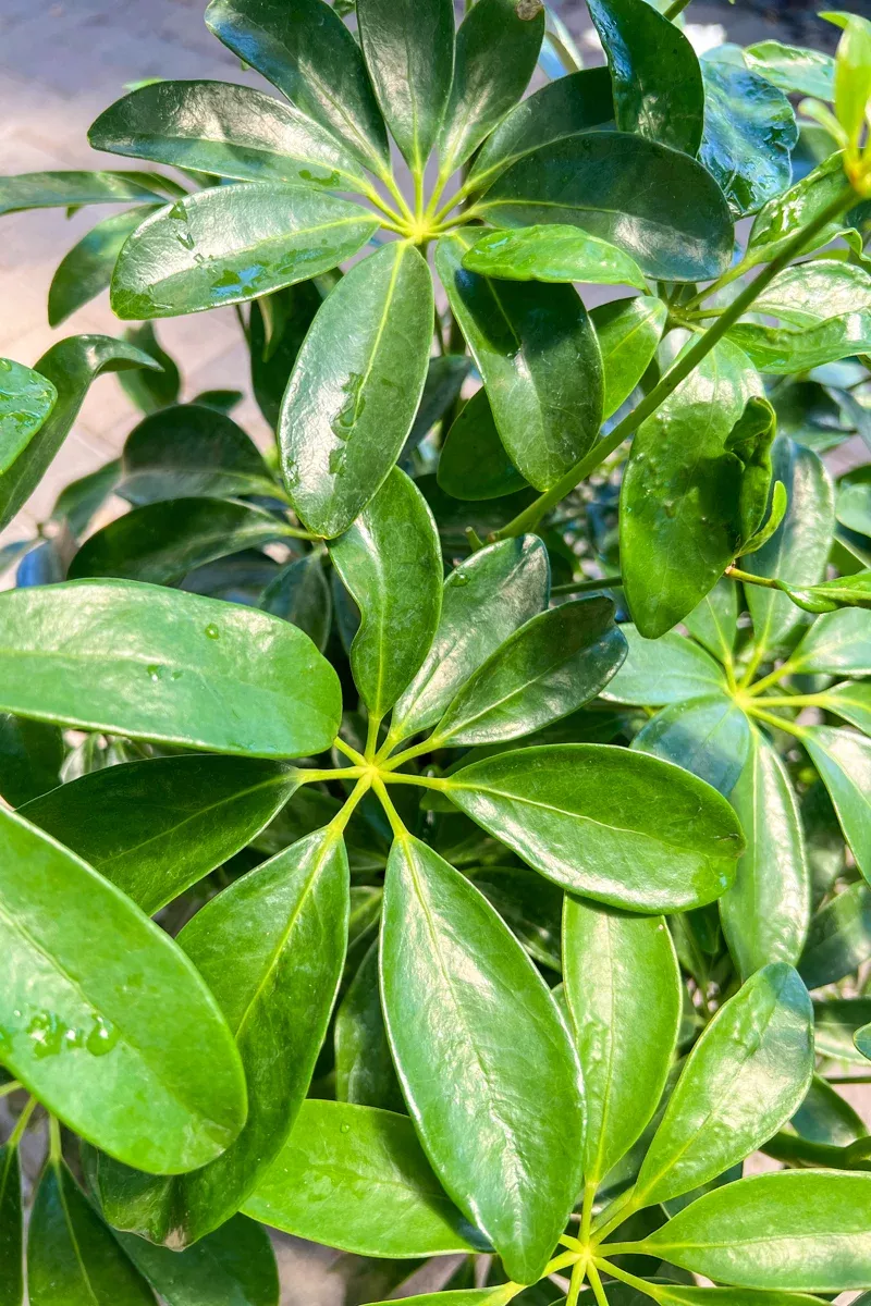 schefflera-arboricola-10 Schefflera, Arboricola 10"