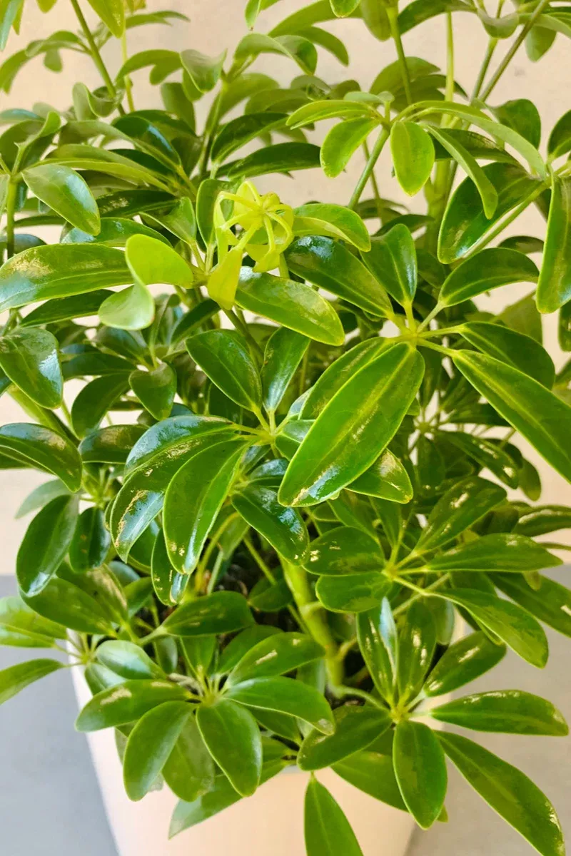 schefflera-arboricola-6 Schefflera, Arboricola 6"
