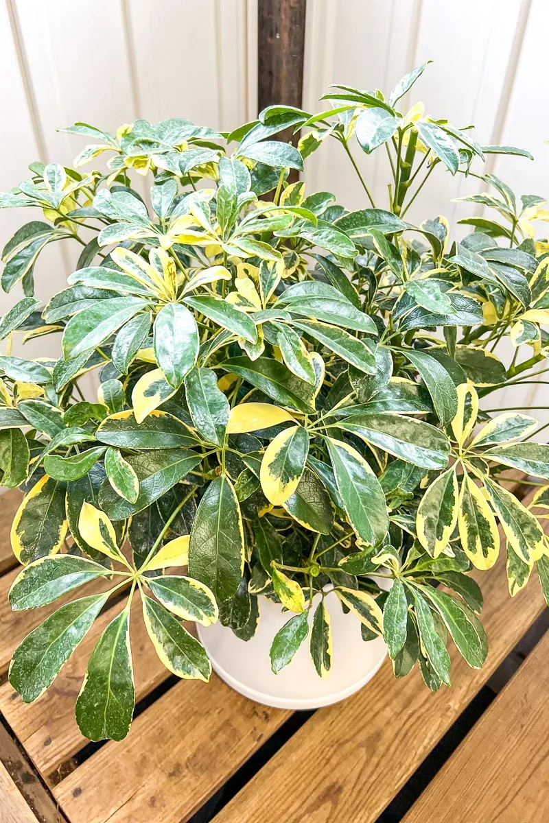 schefflera-gold-capella-10 Schefflera, Gold Capella 10"