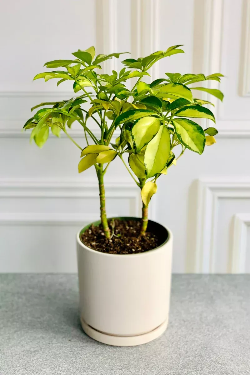 schefflera-gold-capella-6 Schefflera, Gold Capella 6"