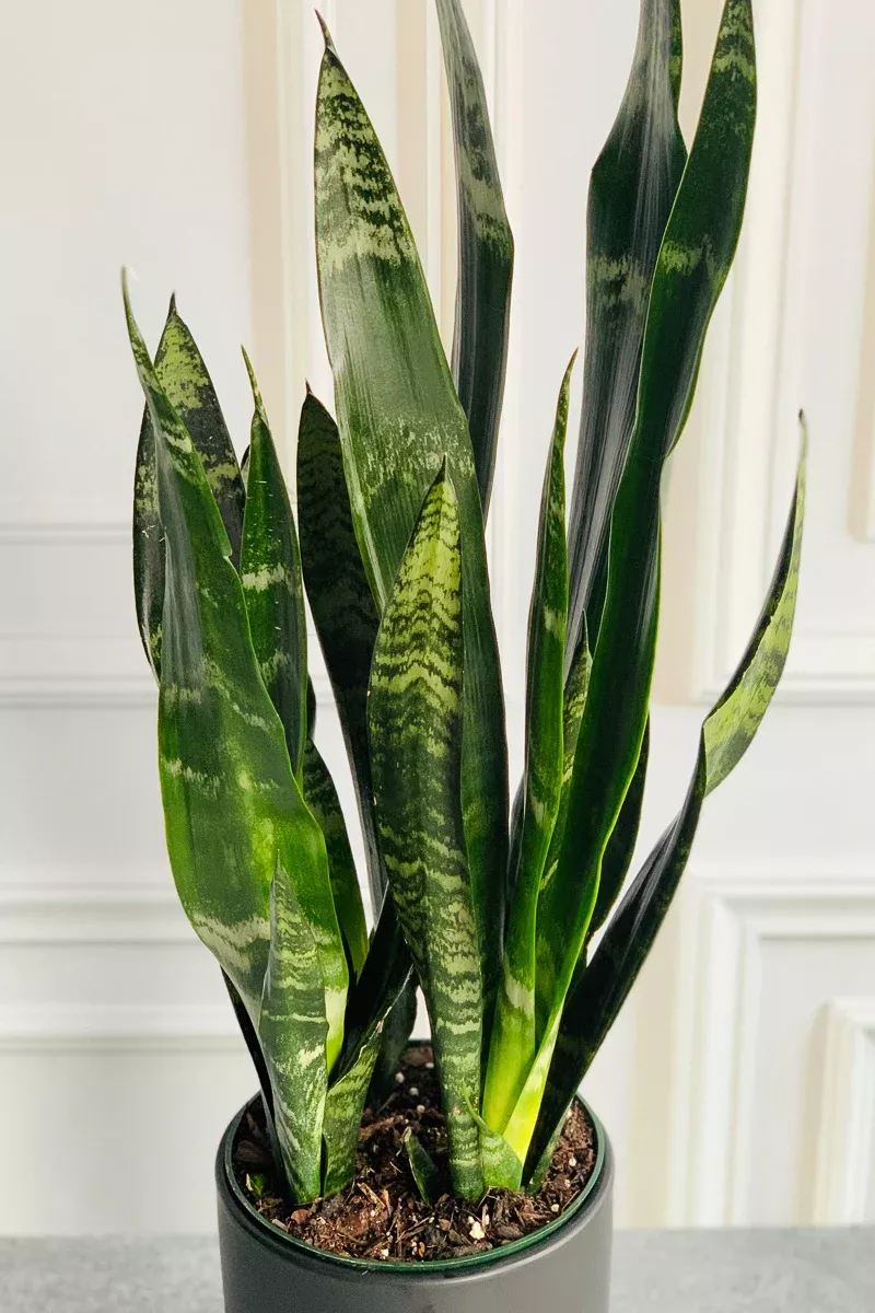 snake-plant-black-coral-10 Snake Plant, Black Coral 10"