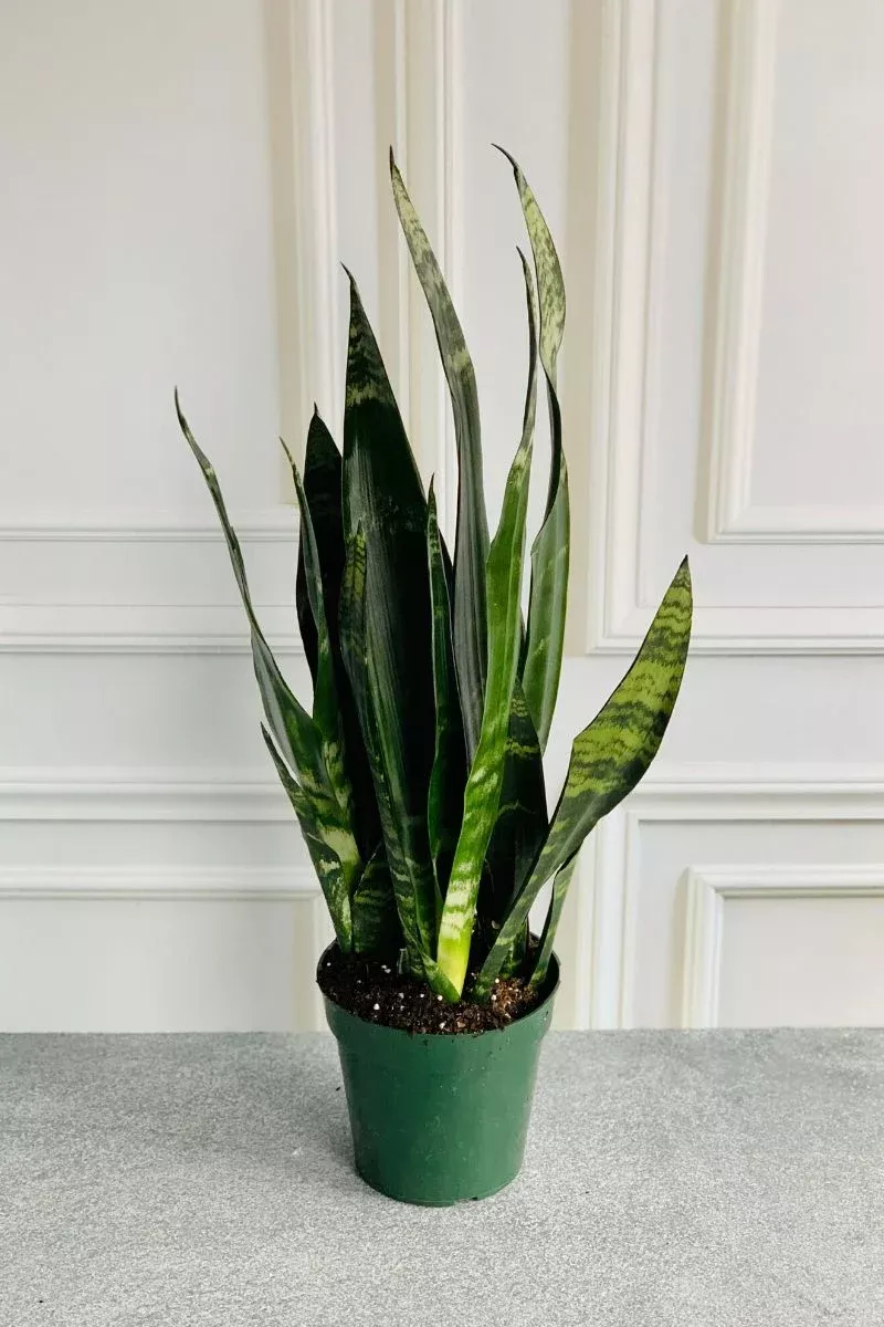 snake-plant-black-coral-6 Snake Plant, Black Coral 6"