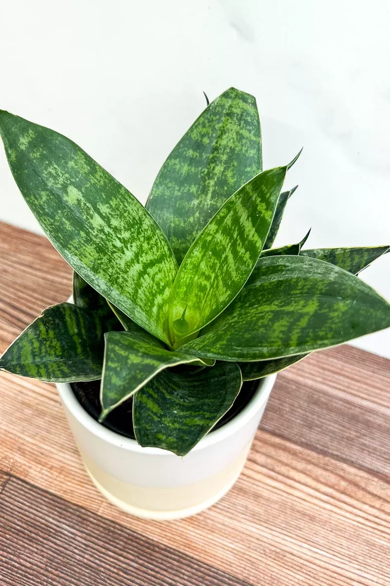 snake-plant-hahnil-birds-nest-6 Snake Plant, Hahnil Birds Nest 6"