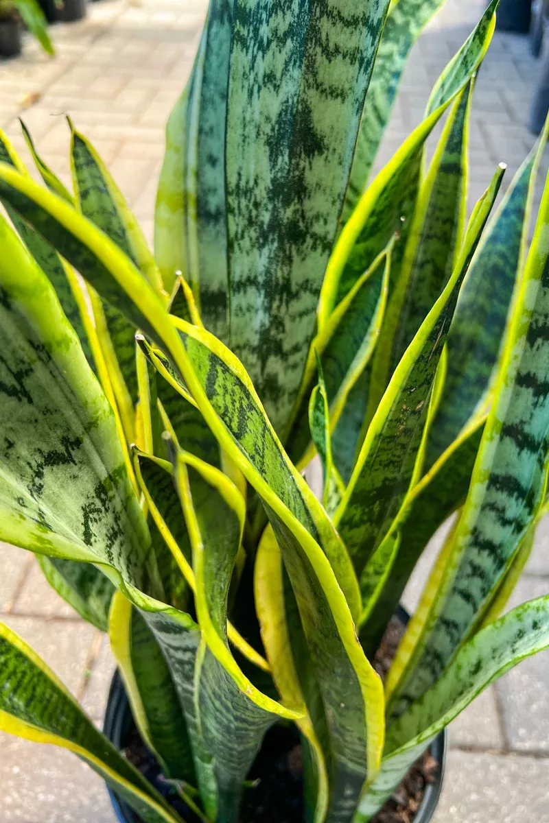 snake-plant-laurentii-12 Snake Plant, Laurentii 12"