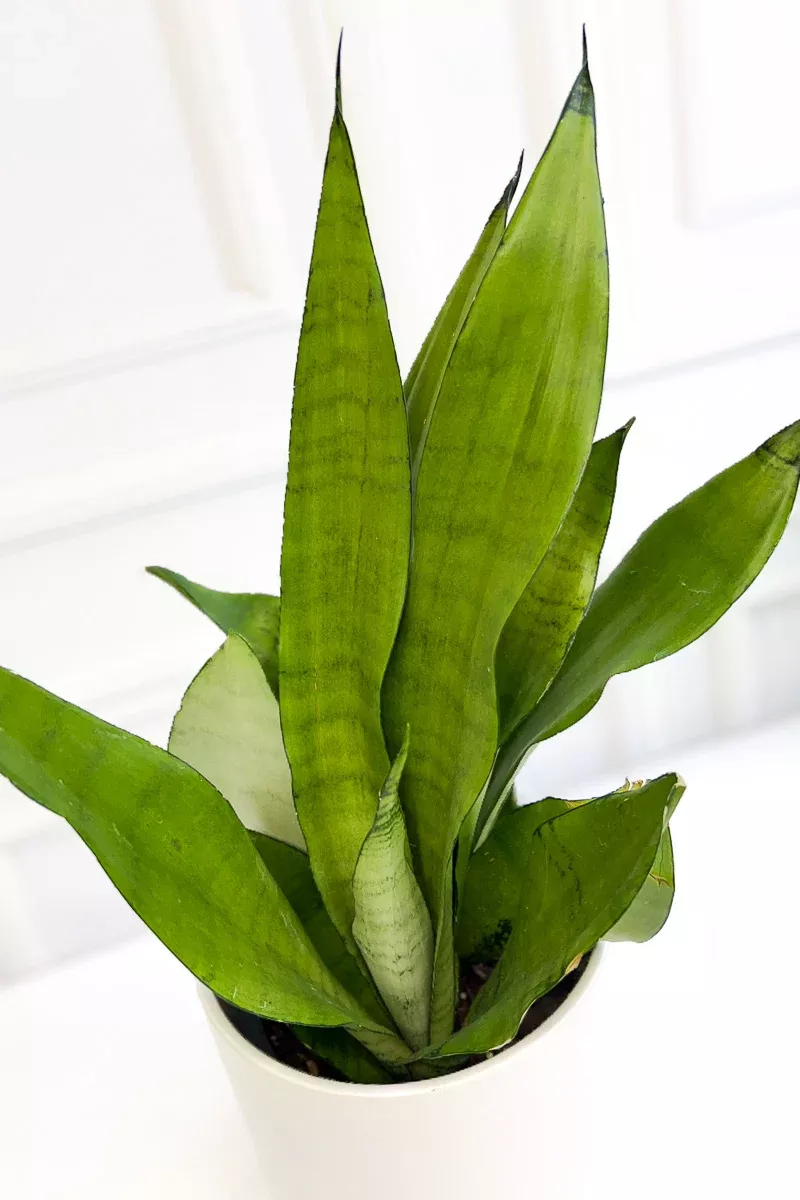 snake-plant-moonshine-6 Snake Plant, Moonshine 6"