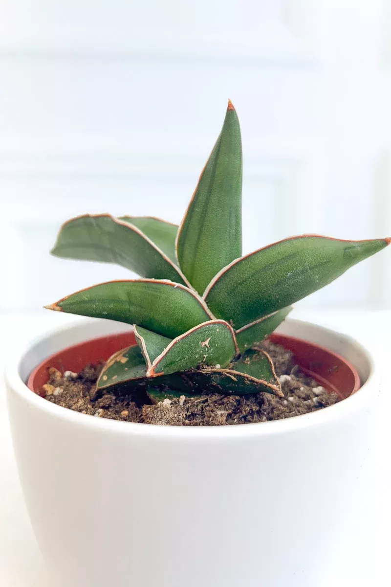 snake-plant-samurai-4 Snake Plant, Samurai 4"