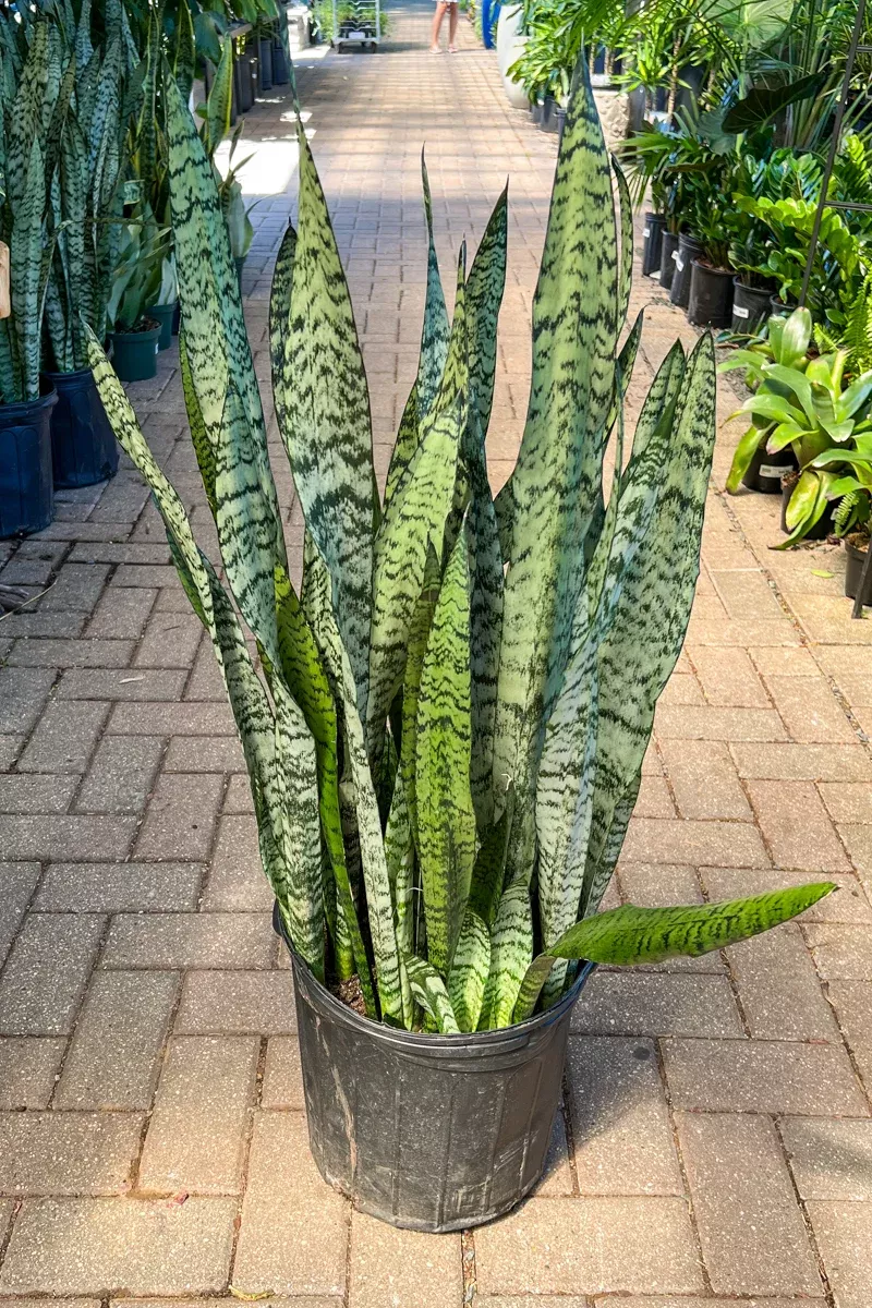 snake-plant-zeylanica-14 Snake Plant, Zeylanica 14"