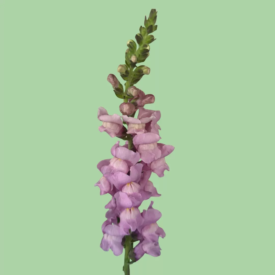 snapdragon-potomac-lavender-seeds Snapdragon Potomac Lavender seeds