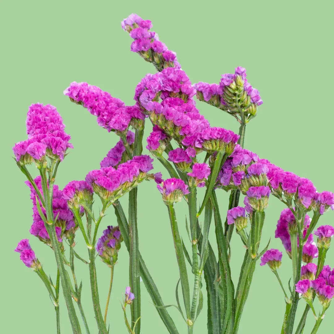 statice-qis-rose-seeds Statice QIS rose seeds