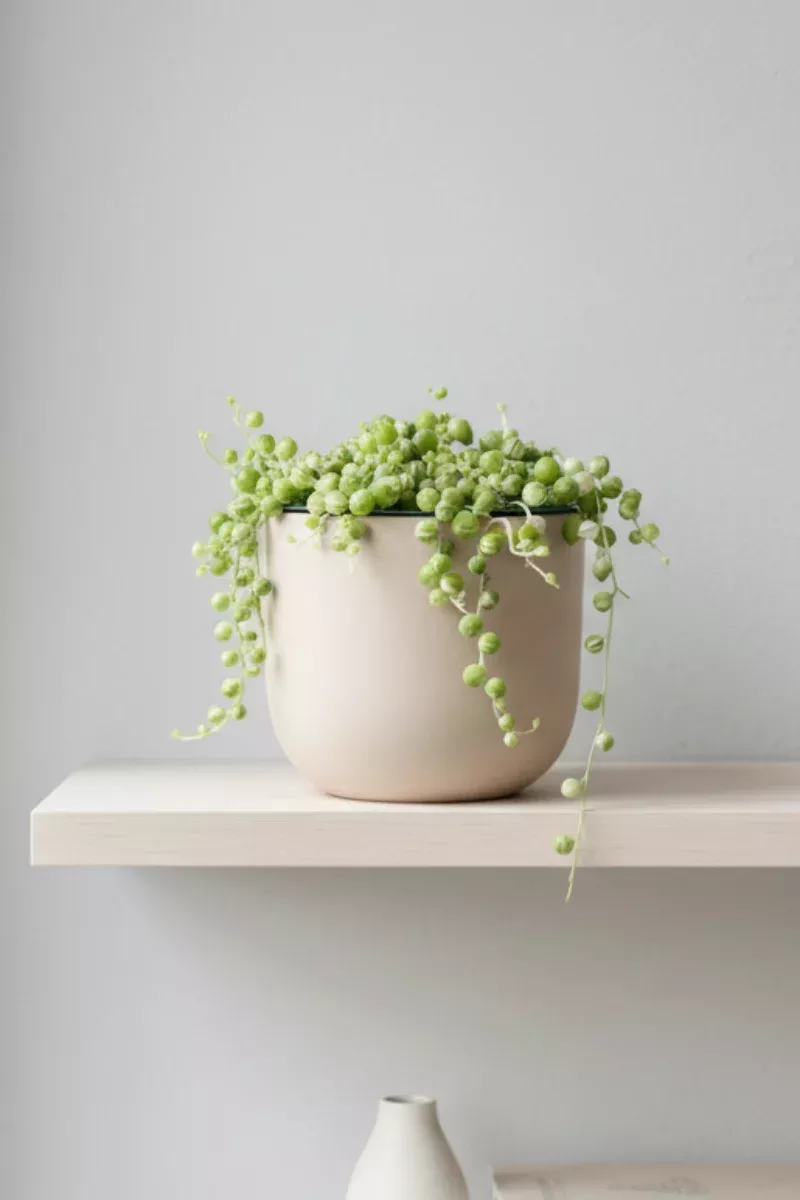 succulents-string-pearls-variegated-4 Succulents, String of Pearls Variegated 4"