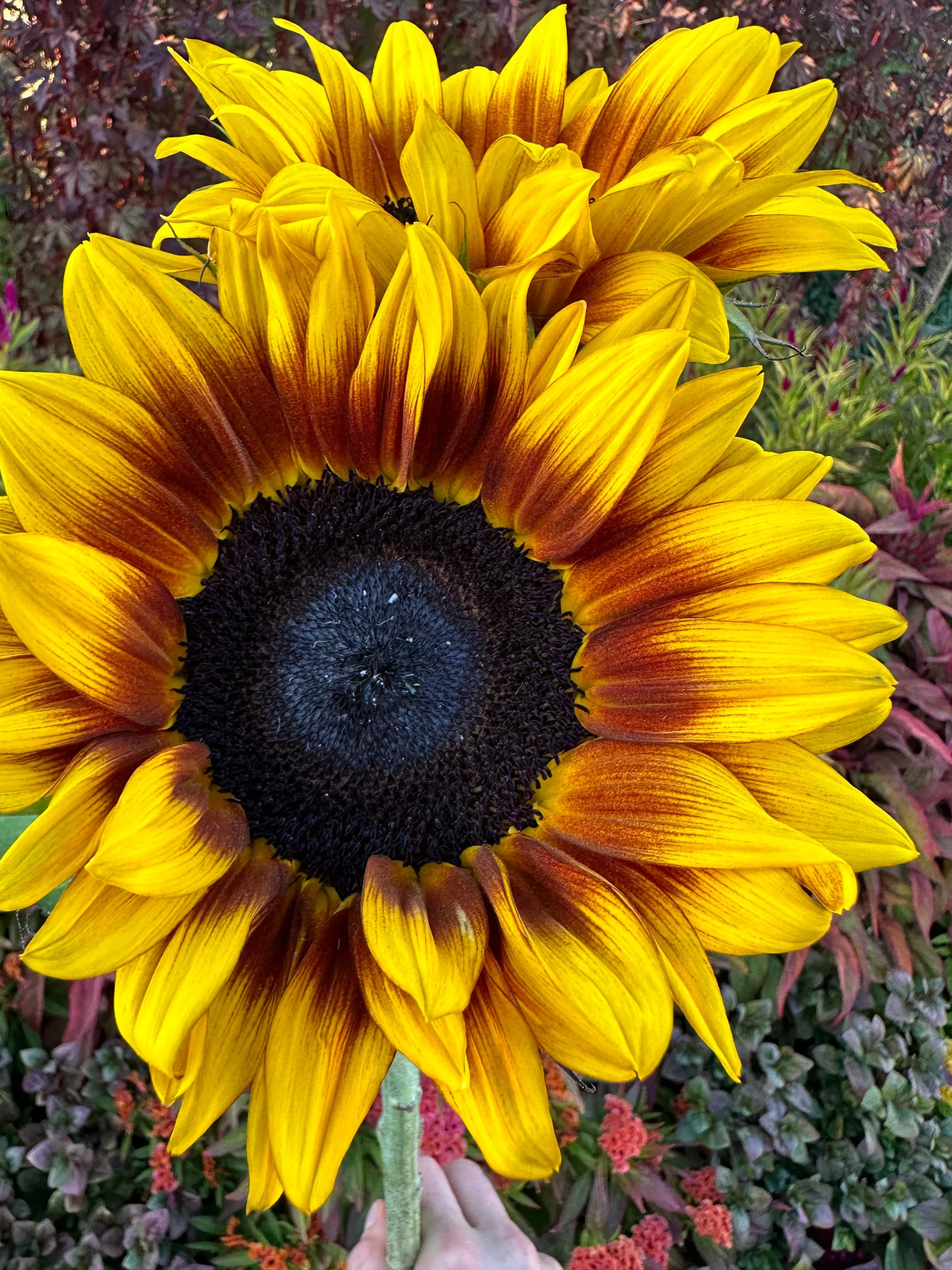 sunflower-procut-bicolor Sunflower procut bicolor