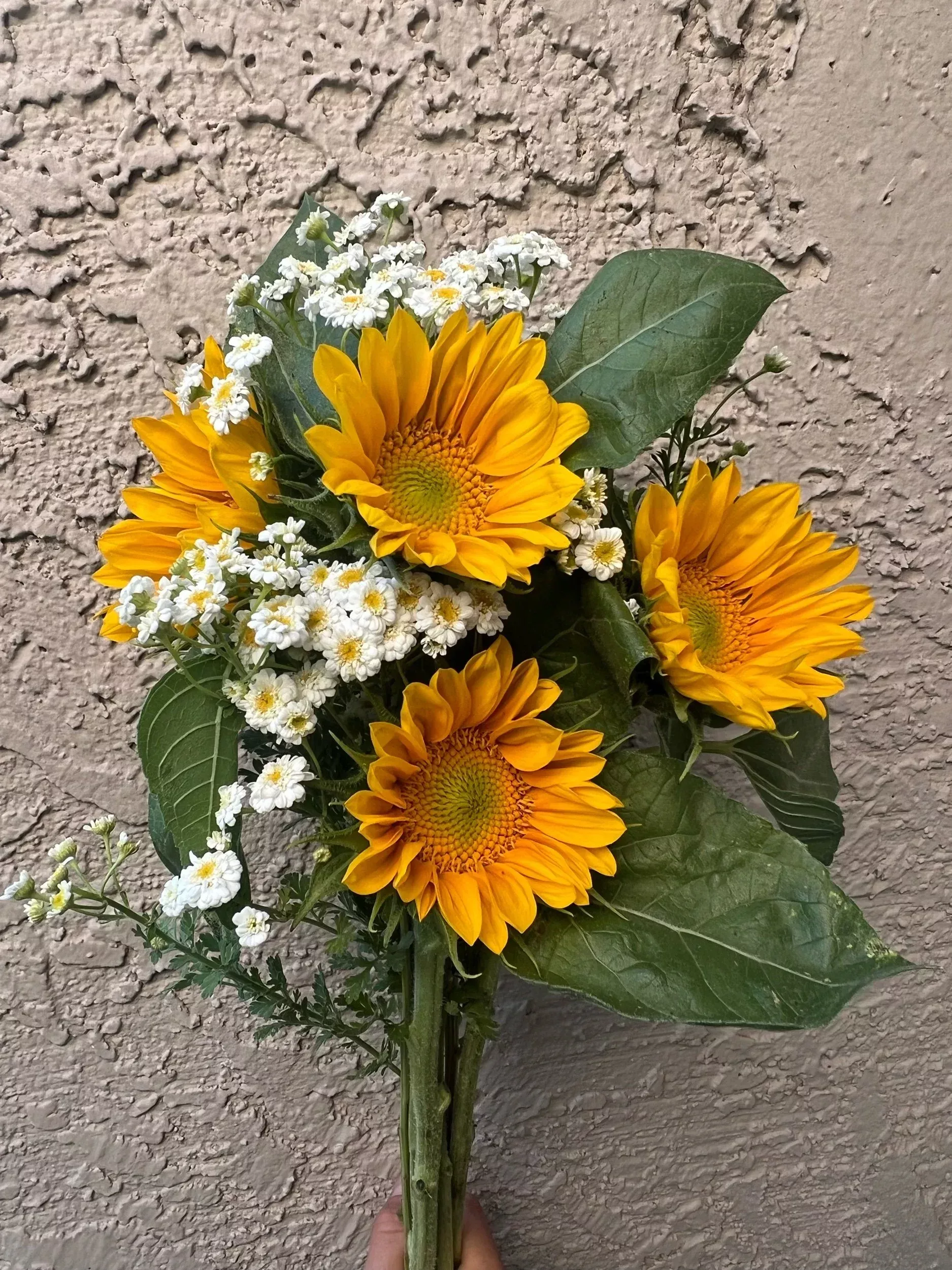 sunflower-procut-gold-lite-seeds Sunflower Procut Gold Lite seeds