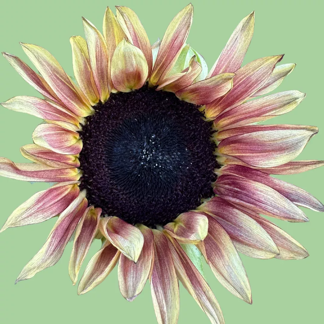 sunflower-procut-plum-seeds Sunflower Procut Plum seeds