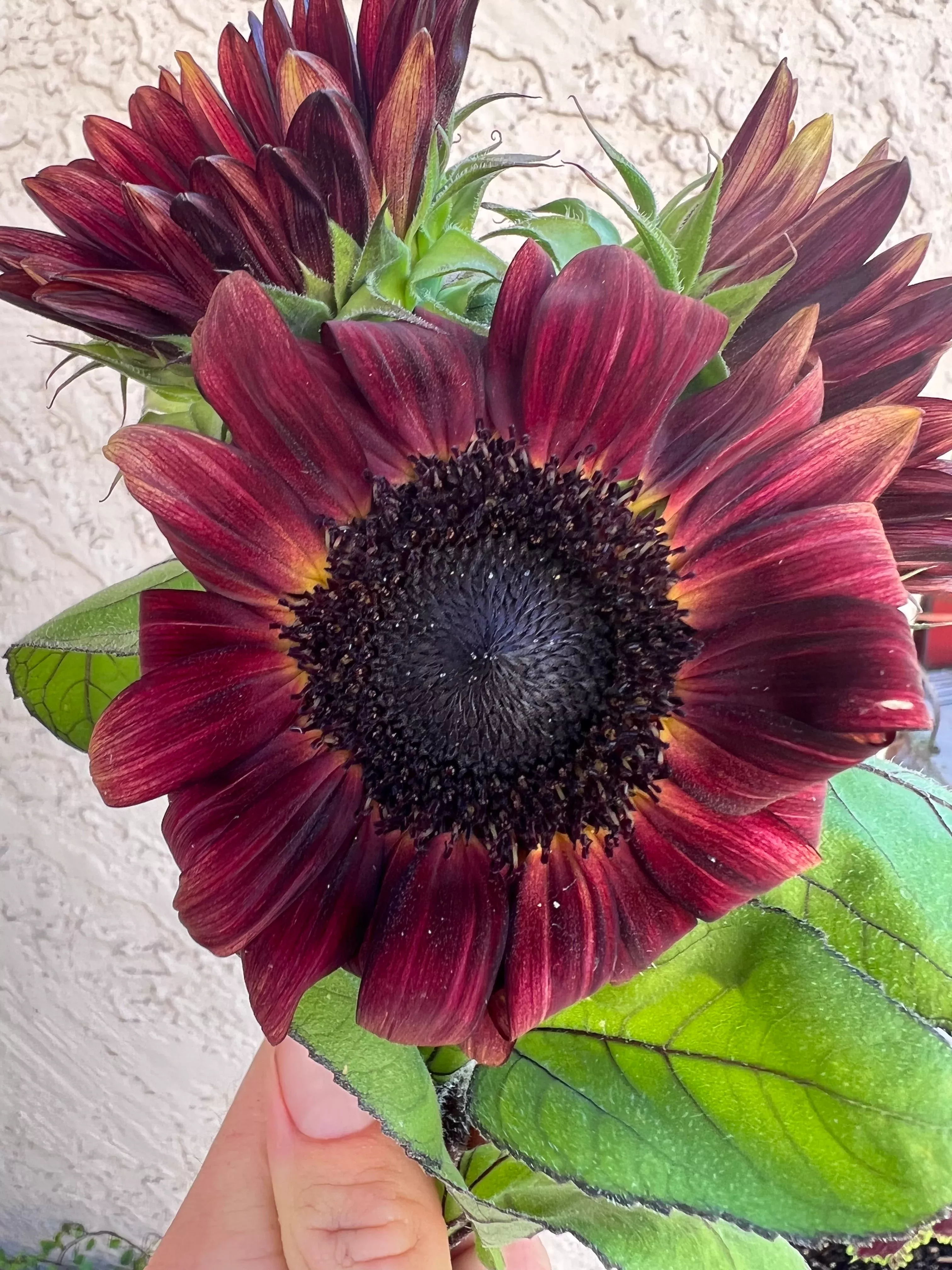 sunflower-procut-red-seeds Sunflower ProCut Red seeds