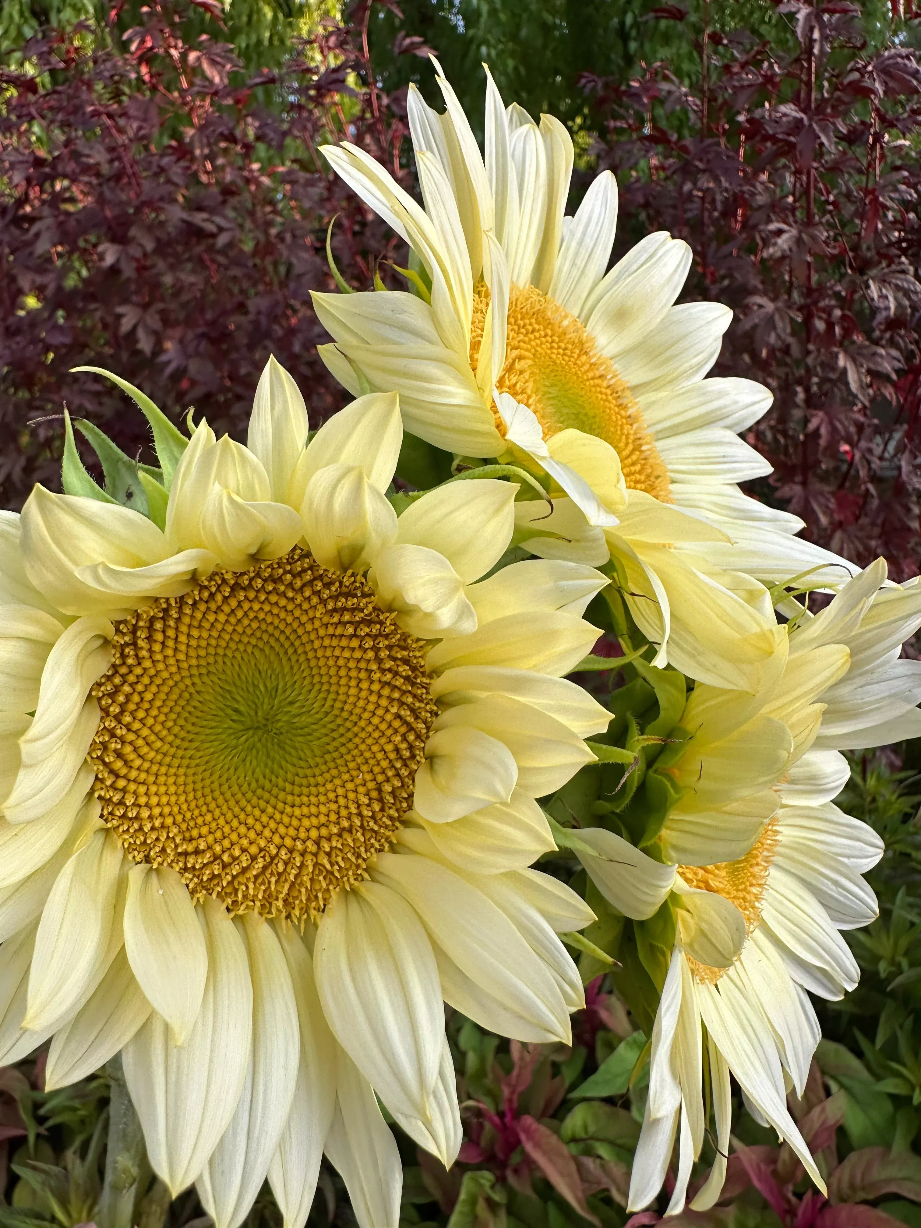 sunflower-procut-white-lite-seeds Sunflower procut white lite seeds