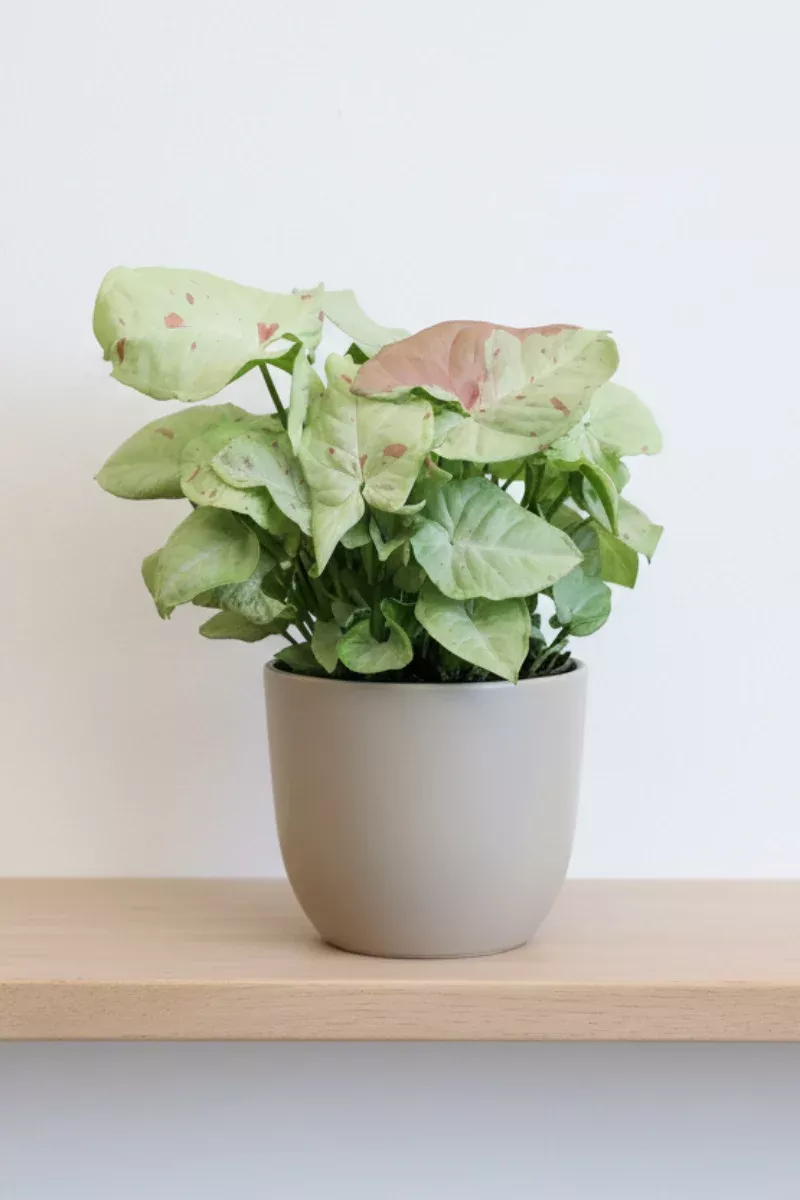 Syngonium, Milk Confetti 6"