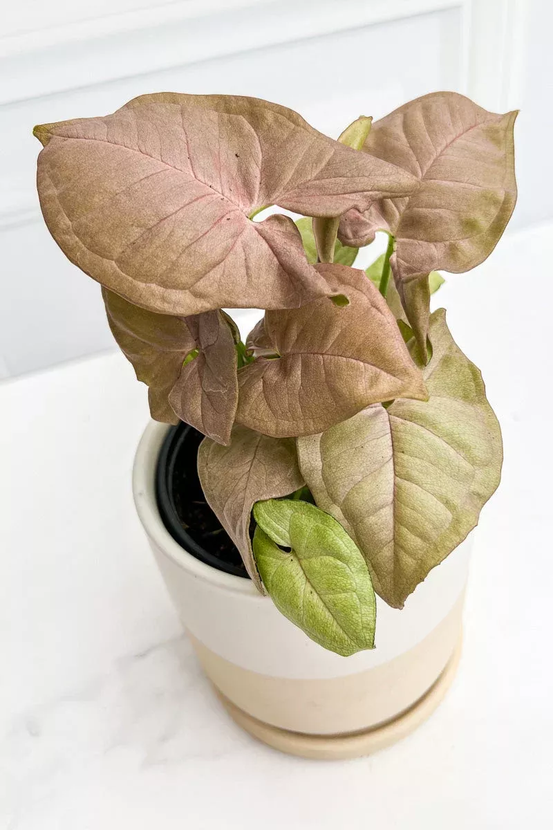 syngonium-neon-pink-4 Syngonium, Neon Pink 4"