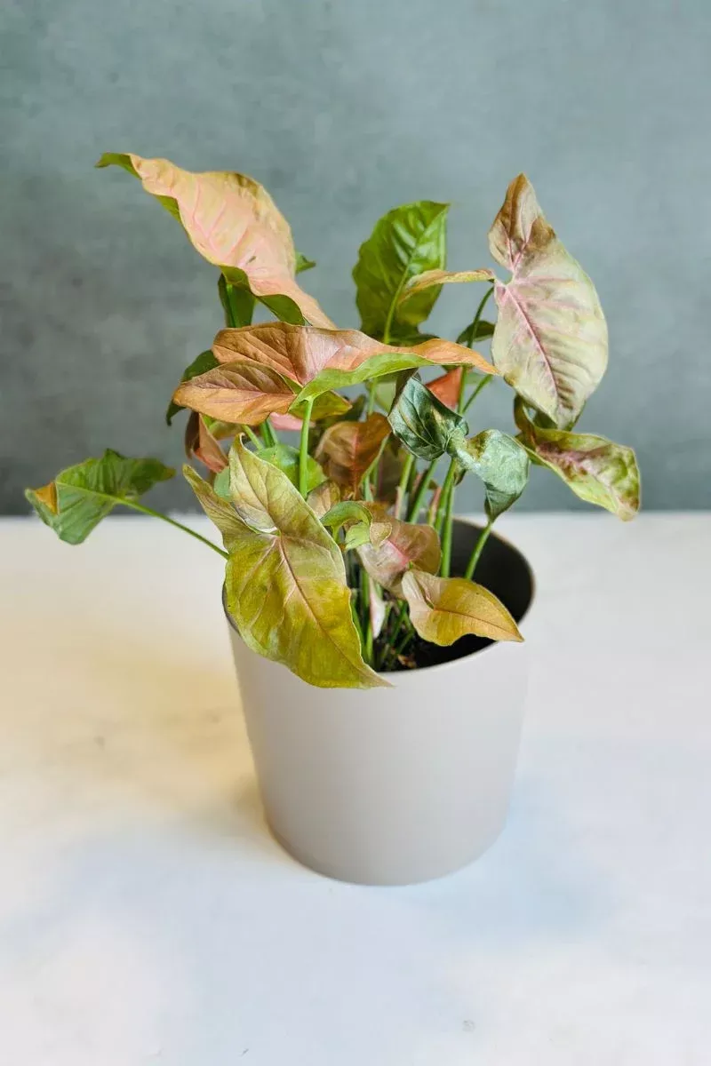 syngonium-neon-pink-6 Syngonium, Neon Pink 6"