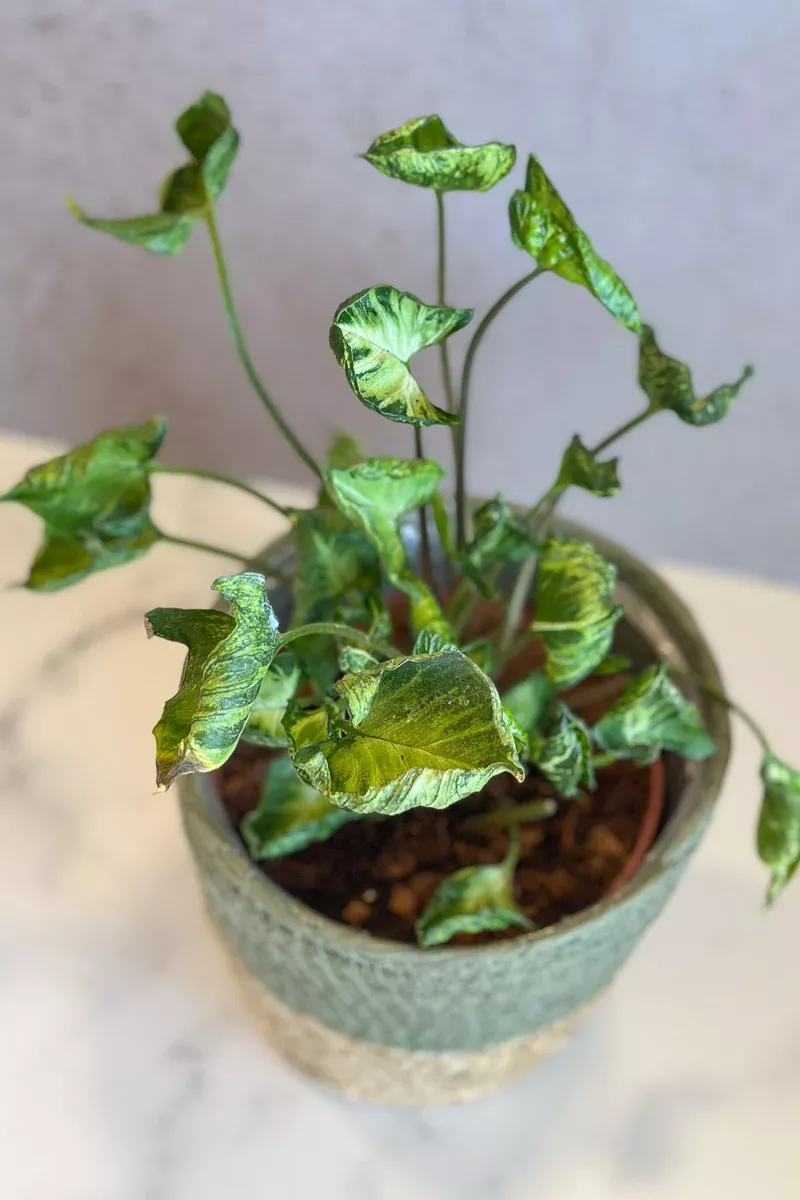 syngonium-nepthytis-godzilla-6 Syngonium, Nepthytis Godzilla 6"