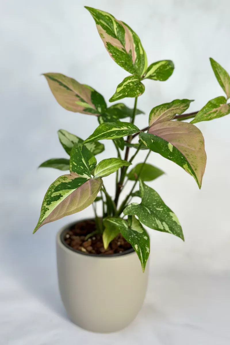 Syngonium, Tricolor 4"
