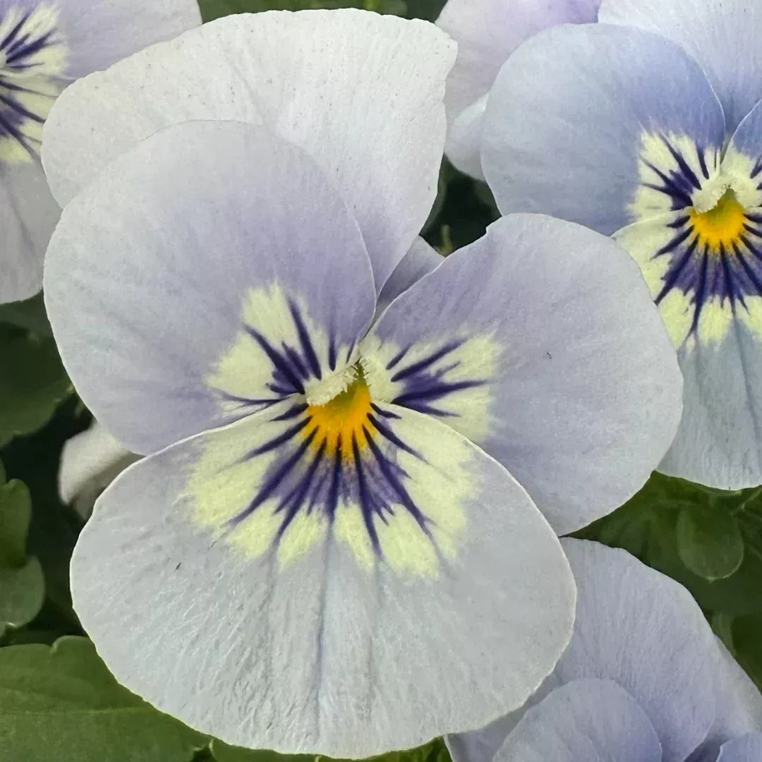 viola-sorbet-marina-blue-seeds Viola Sorbet 'Marina Blue'Seeds