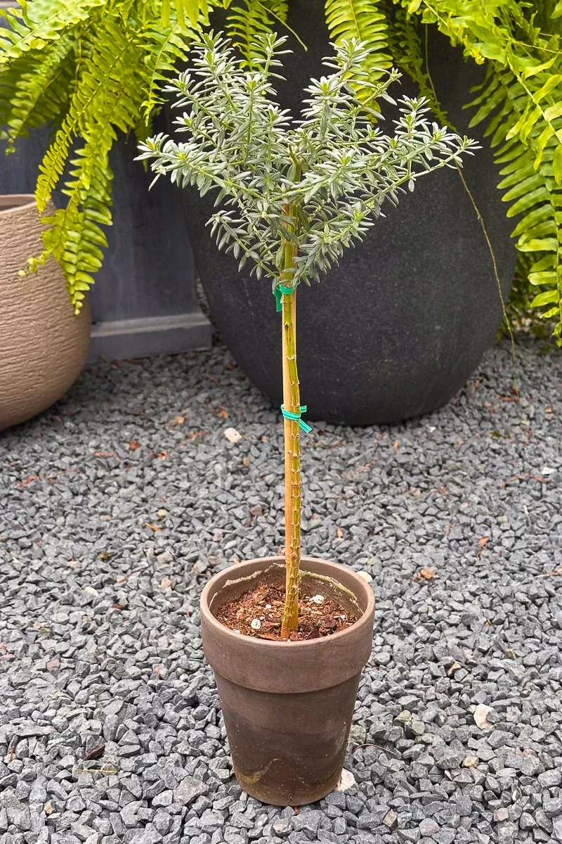 Westringia, Topiary 5" Grey Clay Pot