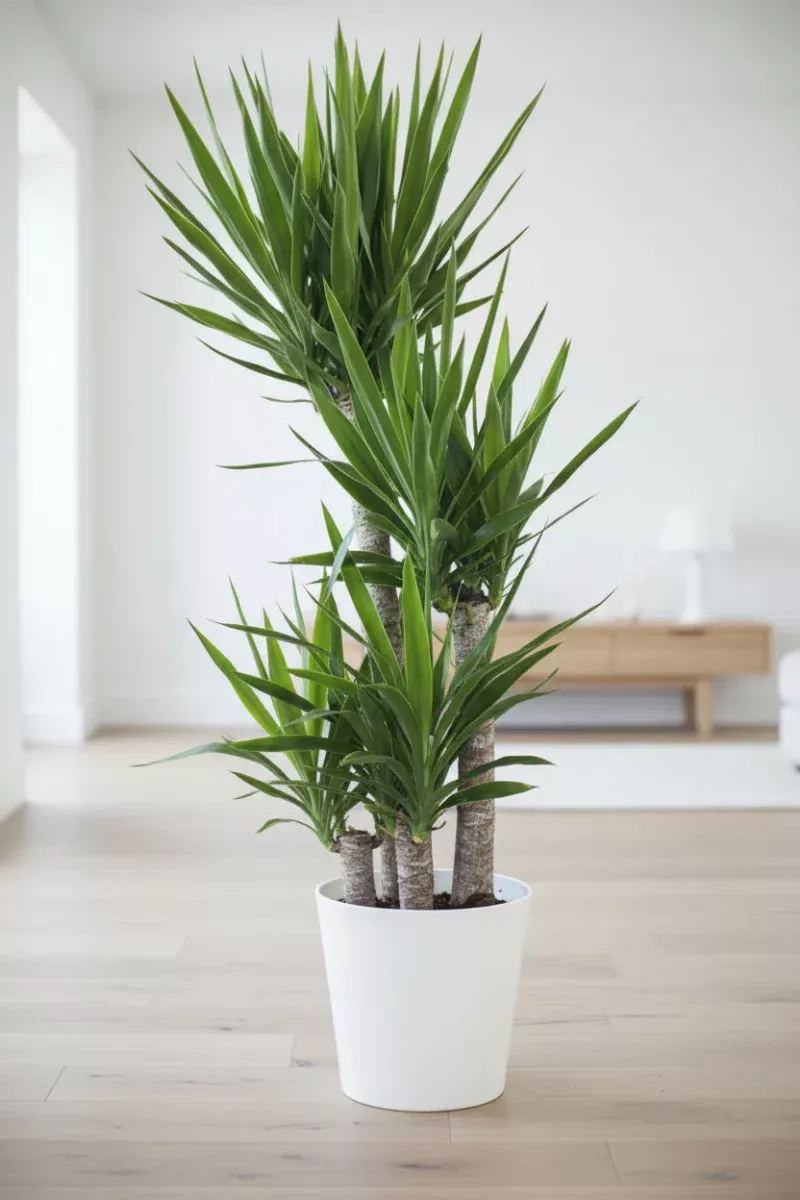 Yucca, Cane 4-3-2 10"