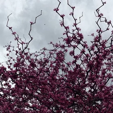 zig-zag-redbud-5-gallon Zig Zag Redbud - 5 Gallon