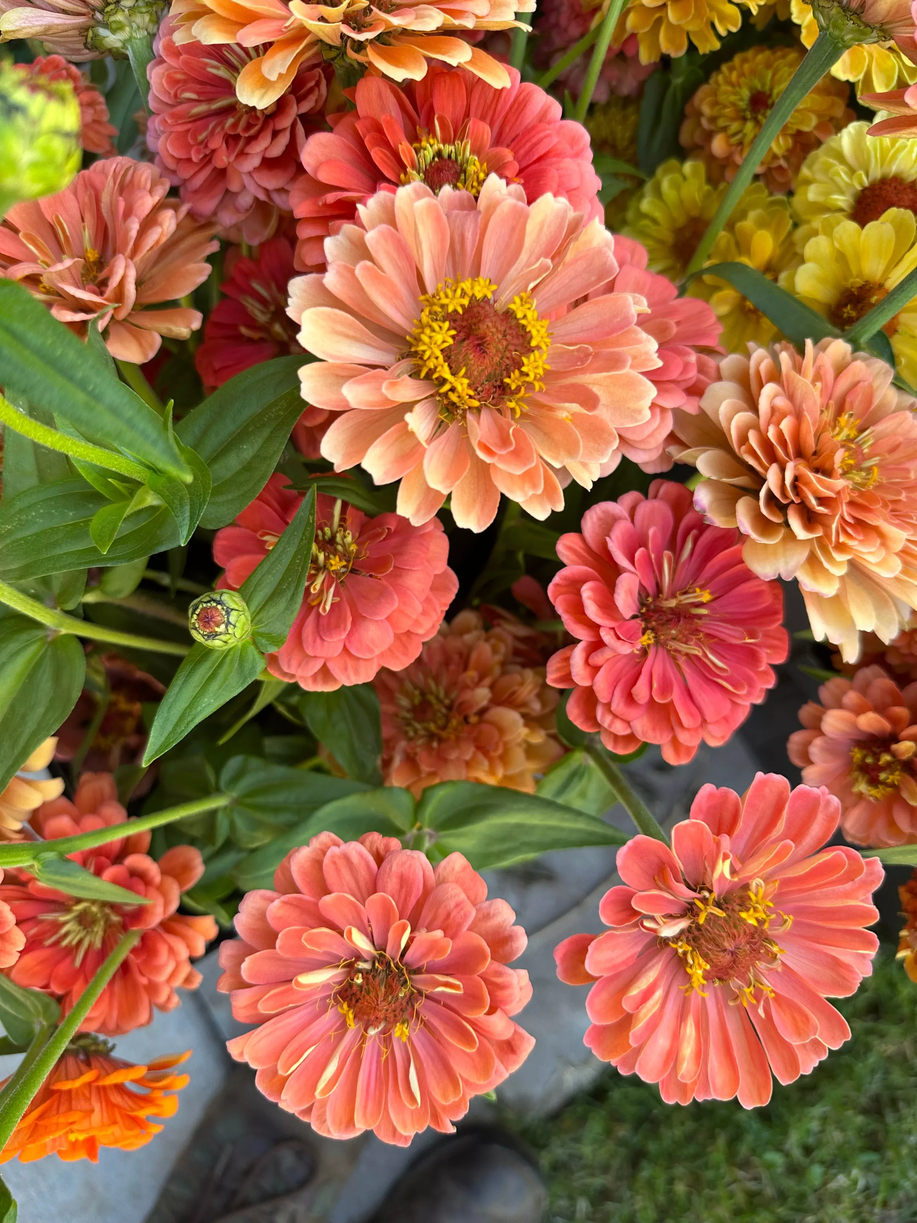zinnia-benary-s-giant-salmon-rose-seeds Zinnia Benary's Giant 'Salmon Rose' seeds