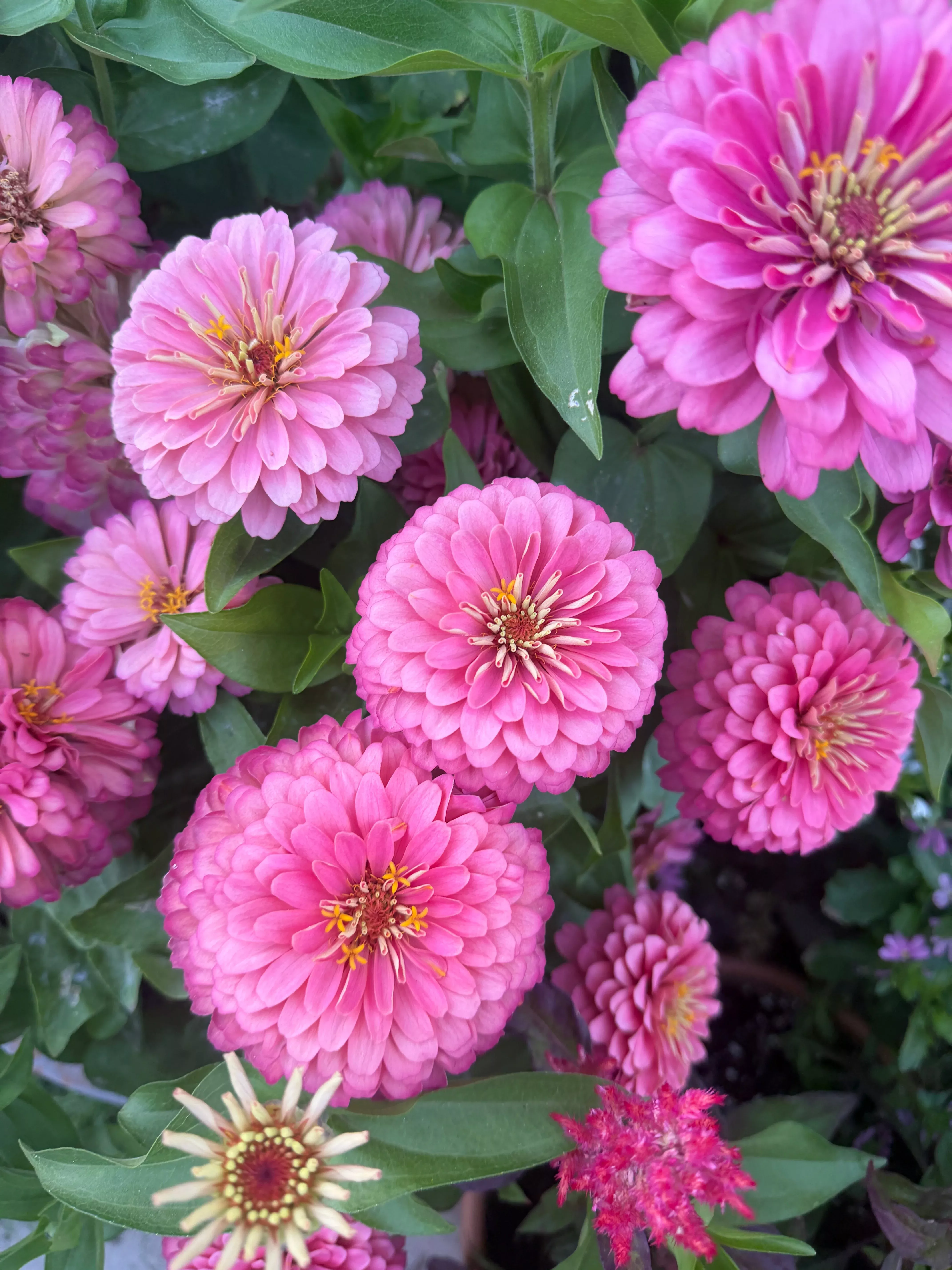 zinnia-dreamland-pink-seeds Zinnia Dreamland 'Pink' seeds
