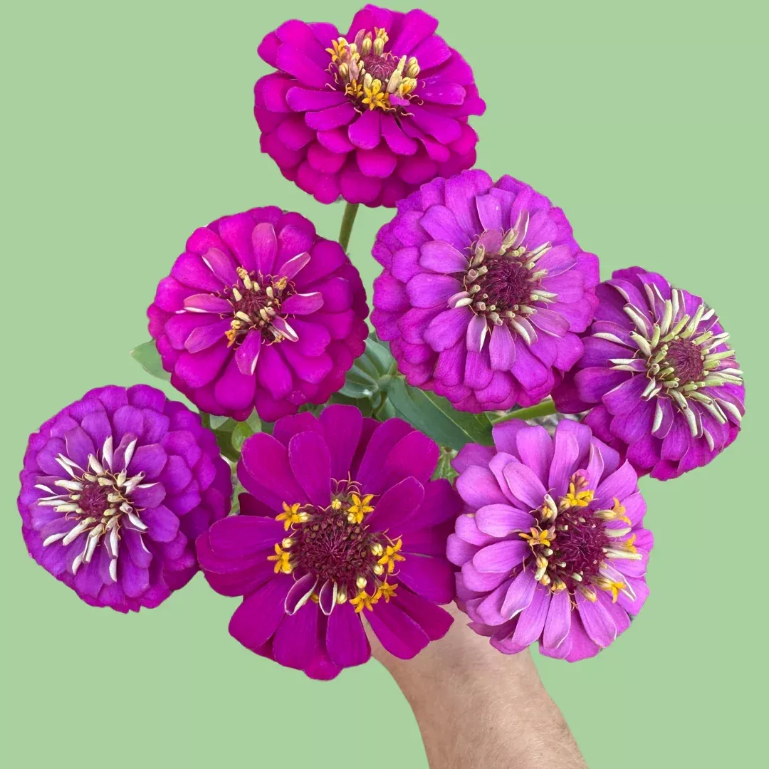 zinnia-oklahoma-carmine-seeds Zinnia Oklahoma Carmine Seeds