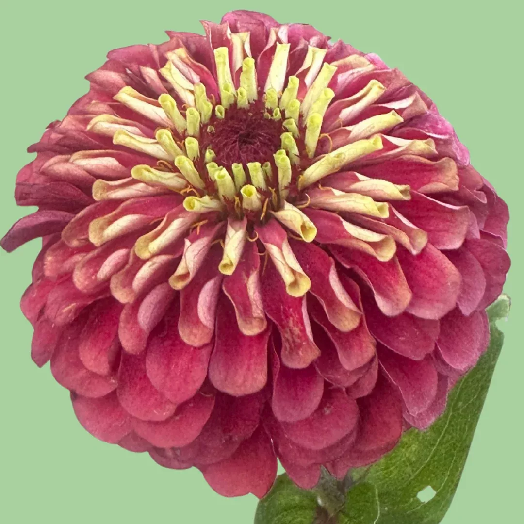 zinnia-queen-lime-red-seeds Zinnia Queen Lime Red seeds