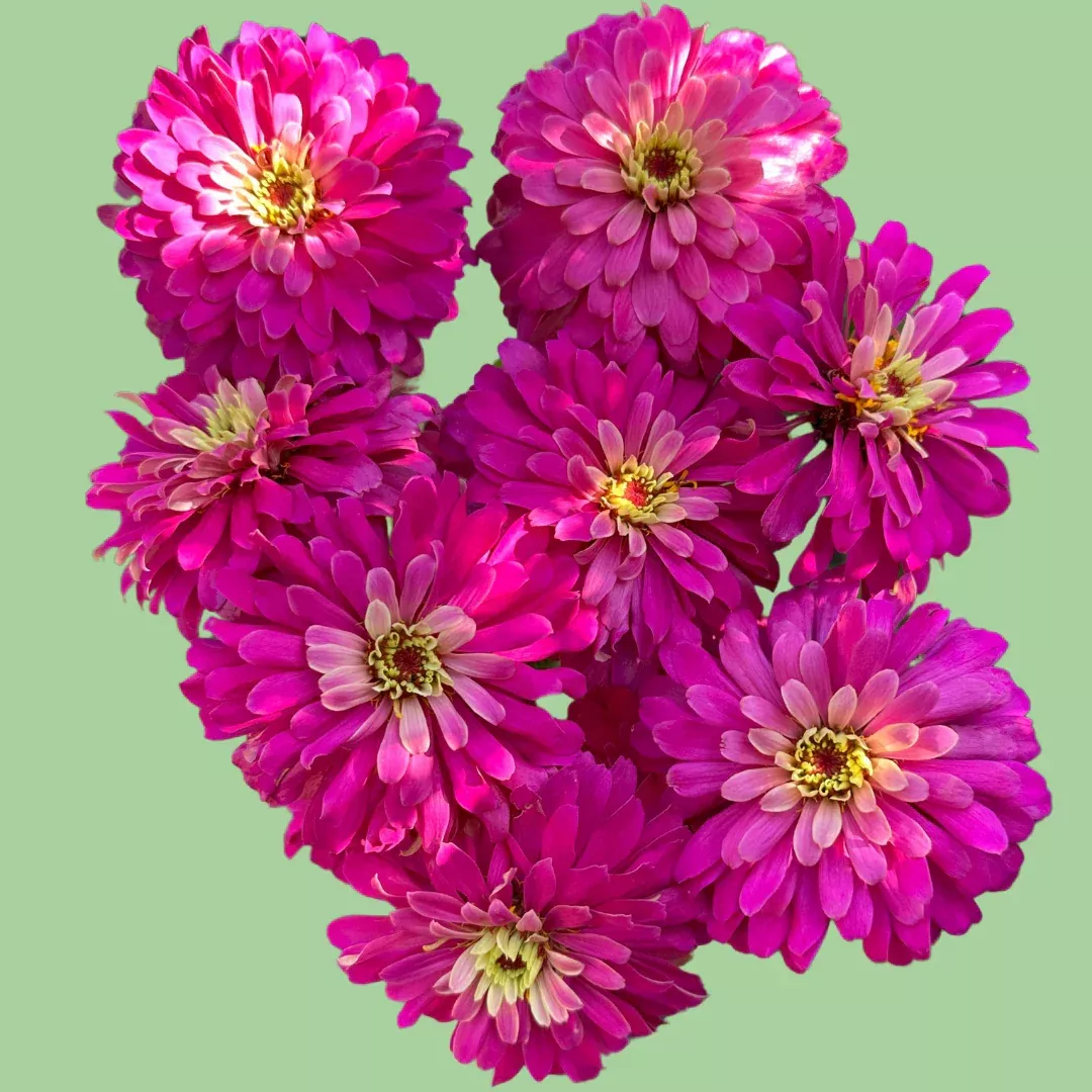 zinnia-uproar-rose-seeds Zinnia Uproar 'Rose' seeds