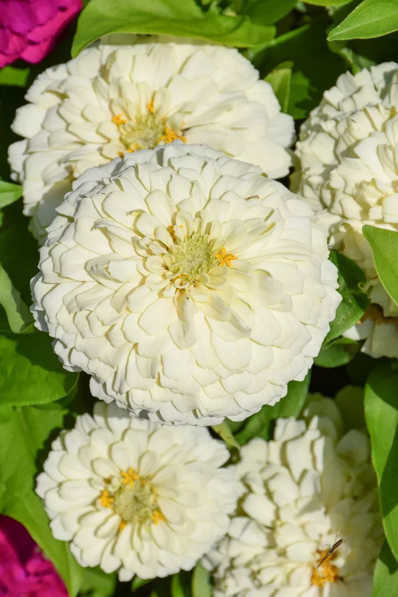 zinnia-zesty-white Zinnia, Zesty WHite