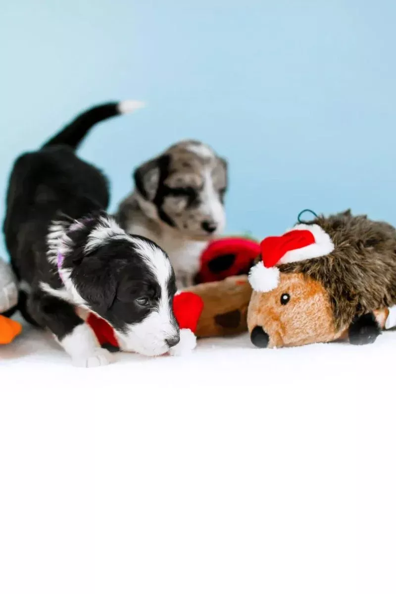 zippypaws-plush-holiday-hedgehog-large ZippyPaws Plush Holiday Hedgehog Large