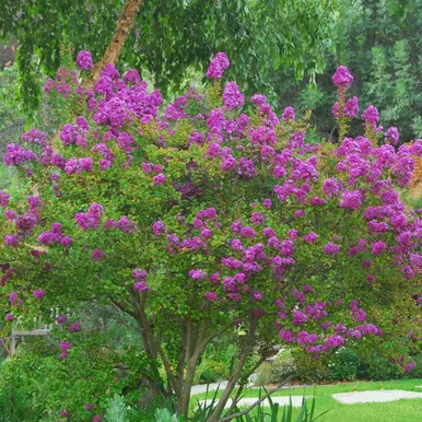 zuni-crape-myrtle Zuni Crape Myrtle