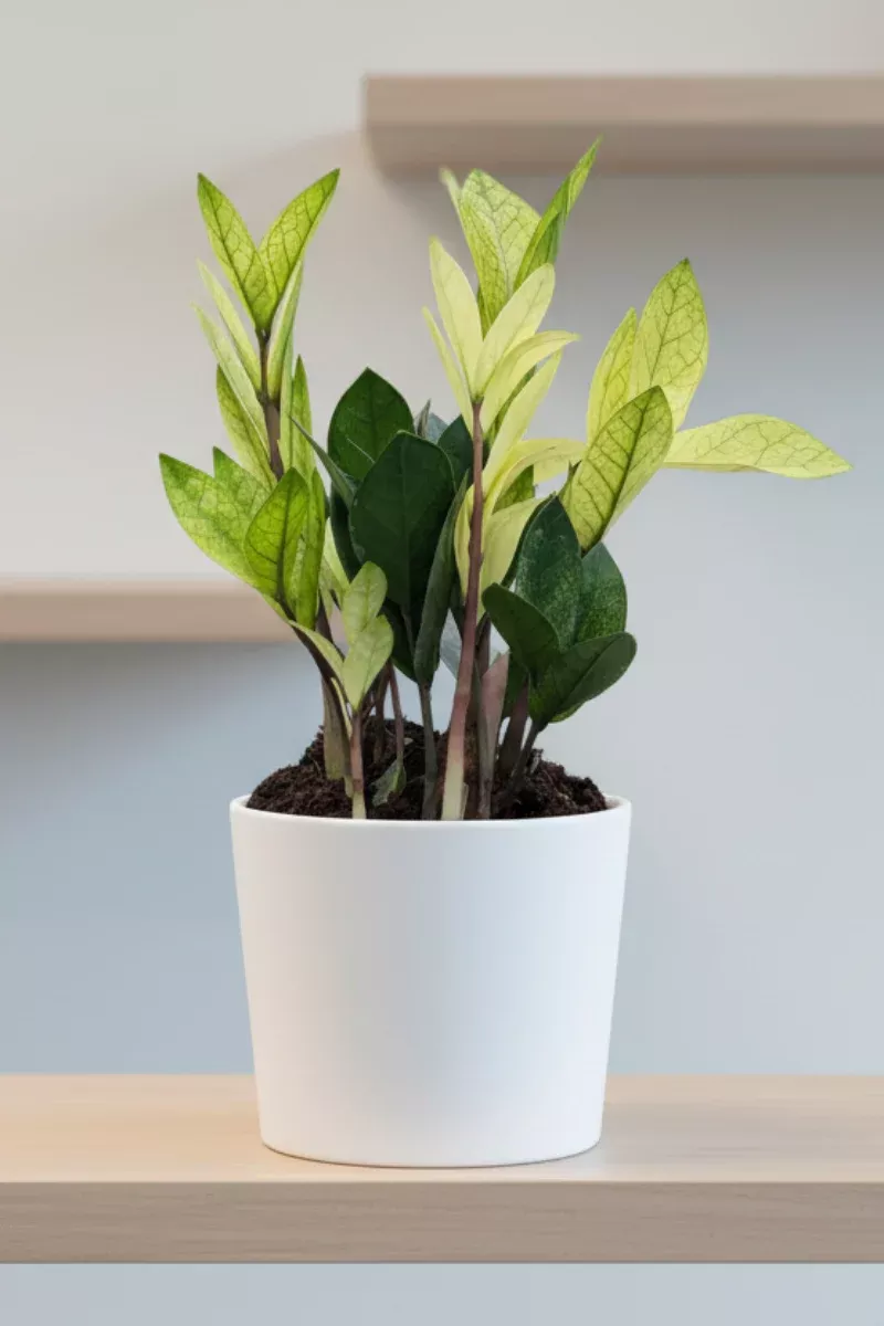 ZZ Plant, Chameleon 6"